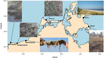 Microbial Communities in Biocrusts Are Recruited From the Neighboring Sand at Coastal Dunes Along the Baltic Sea